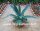 Agave cv. Bernis Schlanke