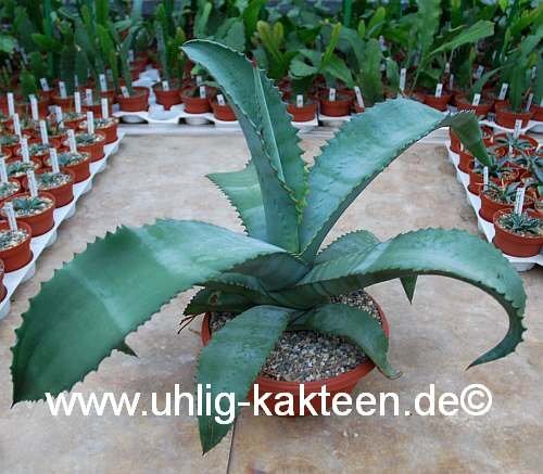 Agave cv. Bernis Gefährliche