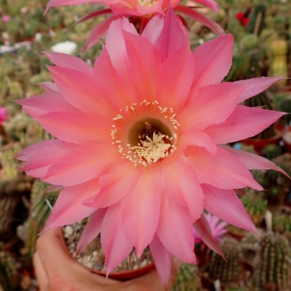 Echinopsis-Hybr. Sabine Send