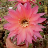 Echinopsis-Hybr. Sabine Send