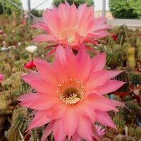 Echinopsis-Hybr. Sabine Send