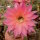 Echinopsis-Hybr. Sabine Send