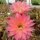 Echinopsis-Hybr. Sabine Send