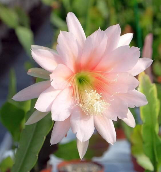 Epiphyllum-Hybr. Argus