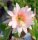 Epiphyllum-Hybr. Argus