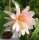 Epiphyllum-Hybr. Argus