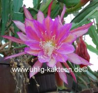 Epiphyllum-Hybr. Circus Circus