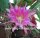 Epiphyllum-Hybr. Circus Circus