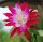 Epiphyllum-Hybr. Emmett Kelly