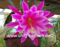 Epiphyllum-Hybr. Easy to Love