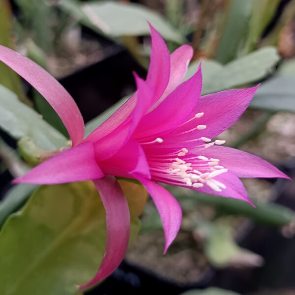 Epiphyllum-Hybr. Fern la Borde