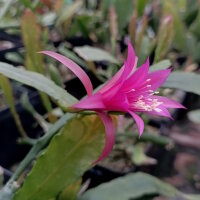 Epiphyllum-Hybr. Fern la Borde