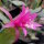 Epiphyllum-Hybr. Fern la Borde