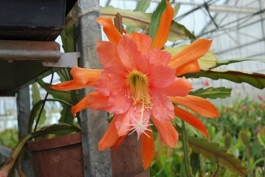 Epiphyllum-Hybr. Fiesta de Flores oder Blattkaktus Phyllocactus | Blü
