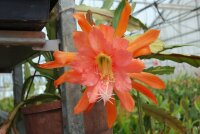 Epiphyllum-Hybr. Fiesta de Flores
