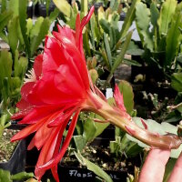 Epiphyllum-Hybr. Flechsigs Flame