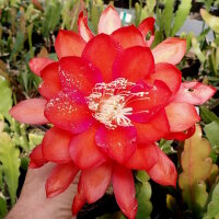 Epiphyllum-Hybr. Flechsigs Flame
