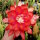 Epiphyllum-Hybr. Flechsigs Flame