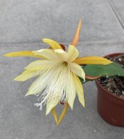Epiphyllum-Hybr. Fred Boutin