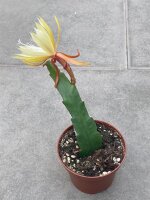 Epiphyllum-Hybr. Fred Boutin