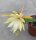 Epiphyllum-Hybr. Fred Boutin