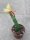 Epiphyllum-Hybr. Fred Boutin