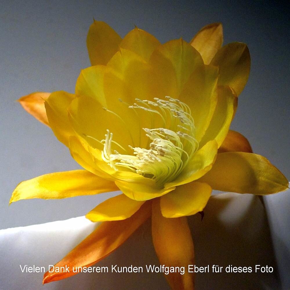 Epiphyllum-Hybr. French Gold oder Blattkaktus Phyllocactus | Blüte go ...