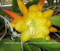 Epiphyllum-Hybr. French Gold