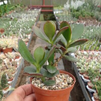 Crassula ovata