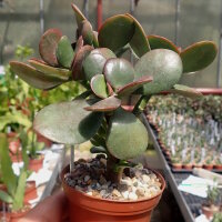 Crassula ovata