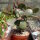 Crassula ovata