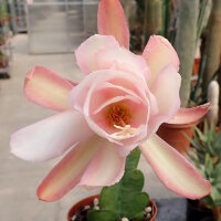 Epiphyllum-Hybr. Lilly Daché