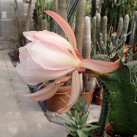 Epiphyllum-Hybr. Lilly Daché