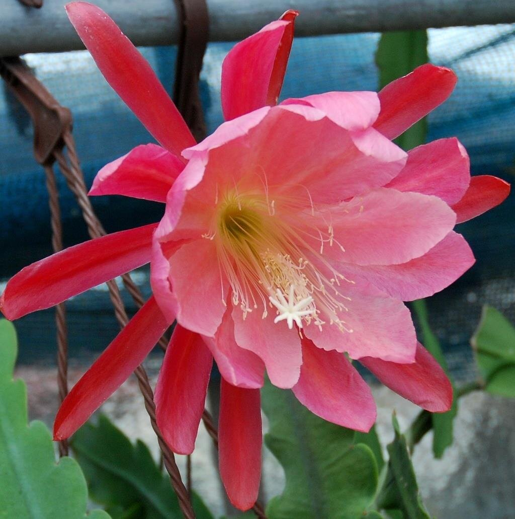 Epiphyllum-Hybr. Lovely Lady oder Blattkaktus Phyllocactus | Blüte ro ...