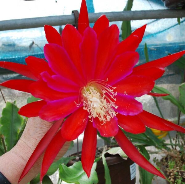 Epiphyllum-Hybr. Masada