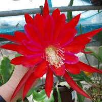 Epiphyllum-Hybr. Masada