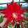 Epiphyllum-Hybr. Masada