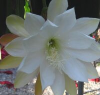 Epiphyllum-Hybr. Marina Special
