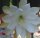 Epiphyllum-Hybr. Marina Special