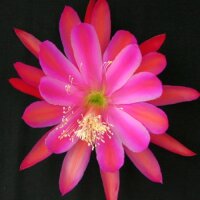 Epiphyllum-Hybr. Pacesetter Blüte pink-orange