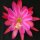 Epiphyllum-Hybr. Pacesetter Blüte pink-orange