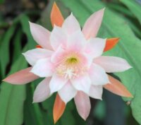 Epiphyllum-Hybr. Peaches n Cream