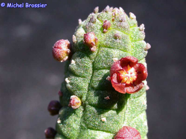 Echidnopsis nubica Ethiopia, Somalia, Sudan, Yemen