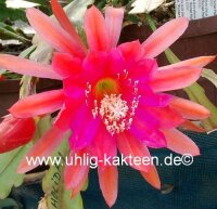 Epiphyllum-Hybr. Roman Holiday