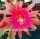 Epiphyllum-Hybr. Roman Holiday