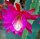 Epiphyllum-Hybr. Texan