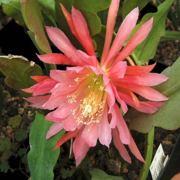Epiphyllum-Hybr. Orange Tacambio
