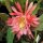 Epiphyllum-Hybr. Orange Tacambio