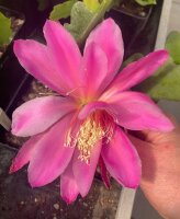 Epiphyllum-Hybr. Wonderama