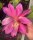 Epiphyllum-Hybr. Wonderama